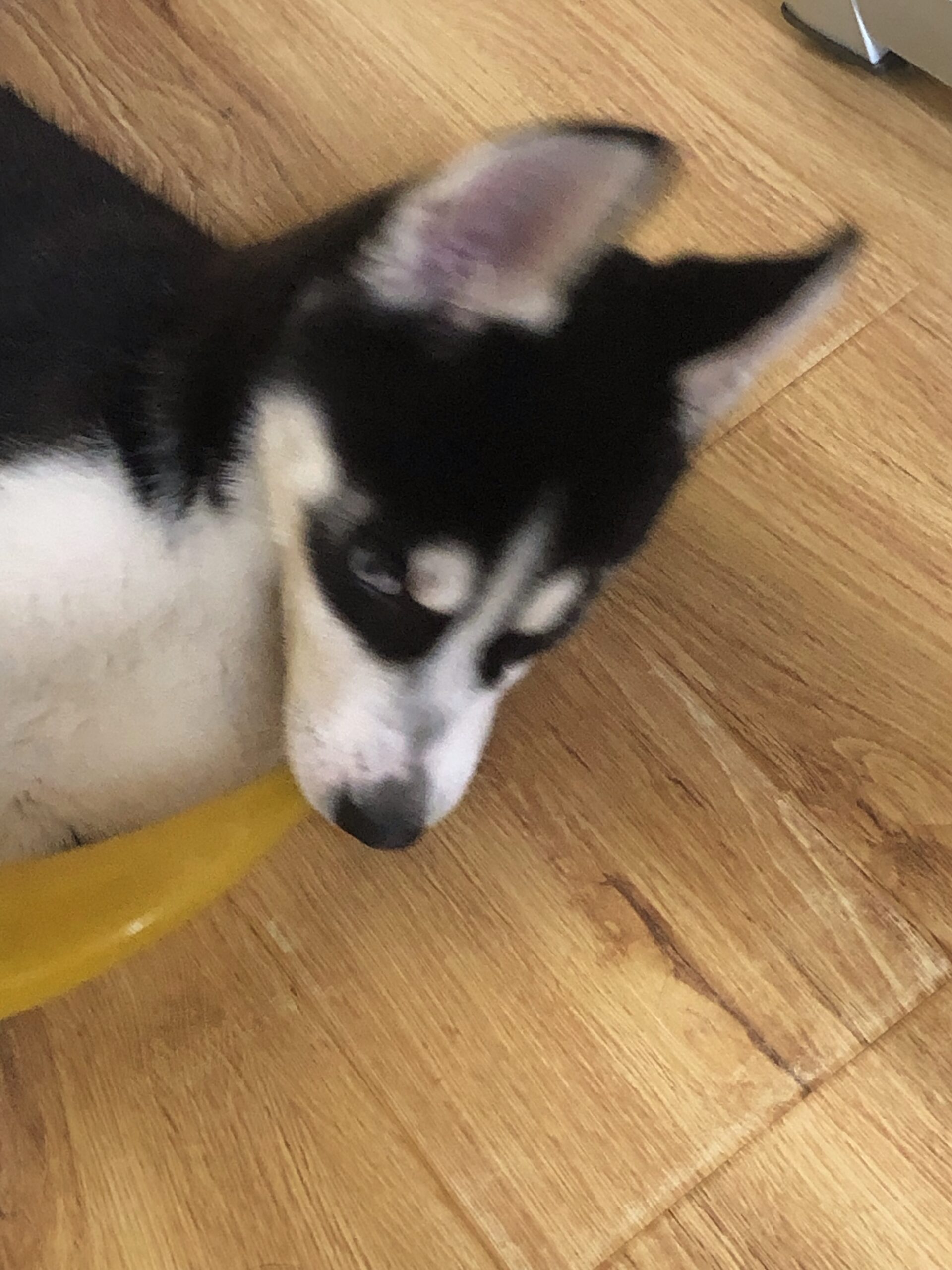 Pawie