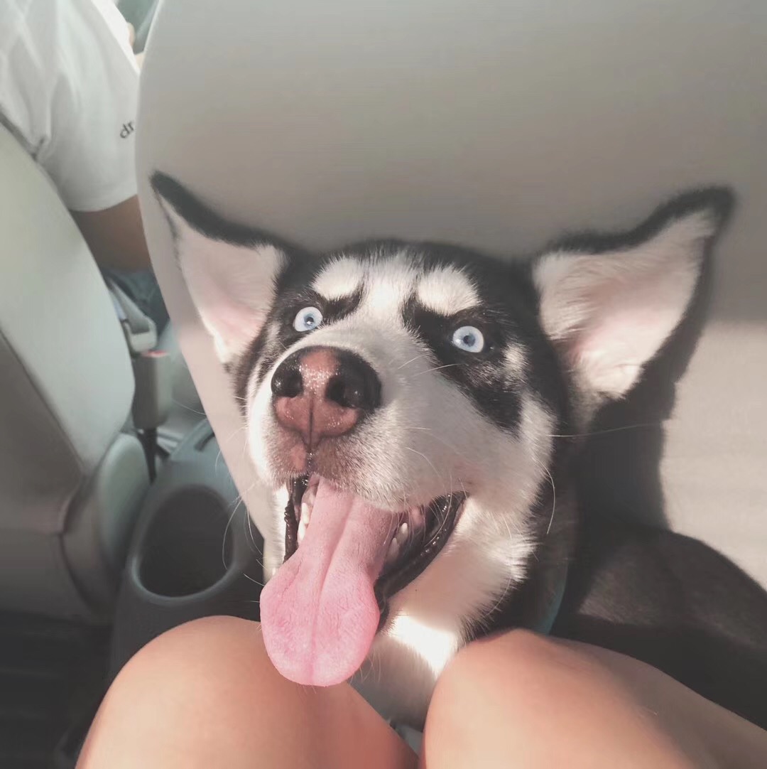 Pawie